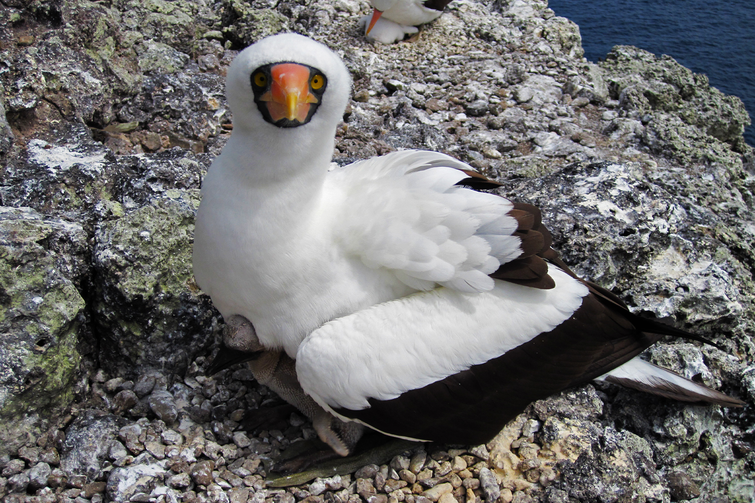 Nazca-gent (Sula Granti) met zijn kuiken op het eiland Malpelo, Colombia. 