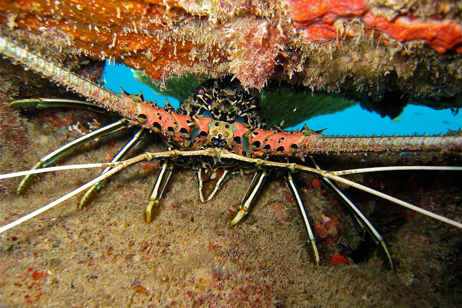 Geschilderde rivierkreeft (Panulirus versicolor) rustend op koralen, Great Barrier Reef. 