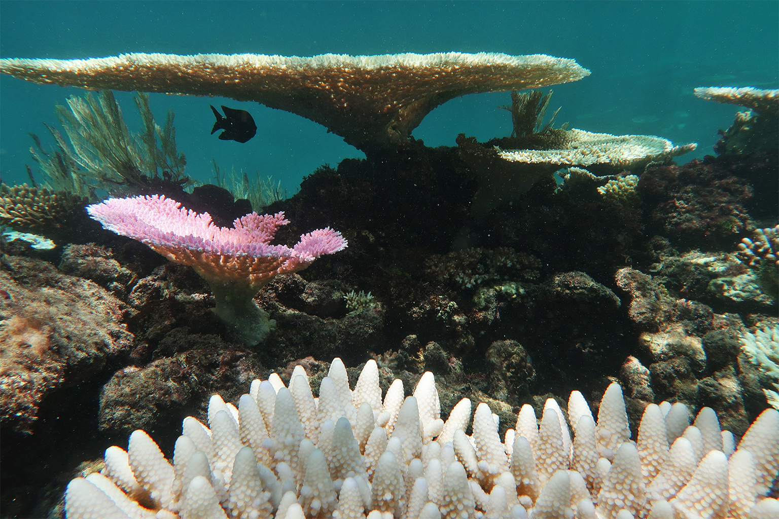 Een koraalriflandschap tijdens een bleekonderzoek van het Great Barrier Reef. 