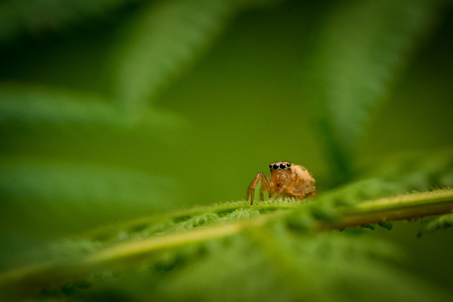 Feeënkoninkjes eten meestal insecten en spinachtigen; hun voedsel wordt schaars, beïnvloed door ontwikkeling, pesticiden en klimaatverandering.