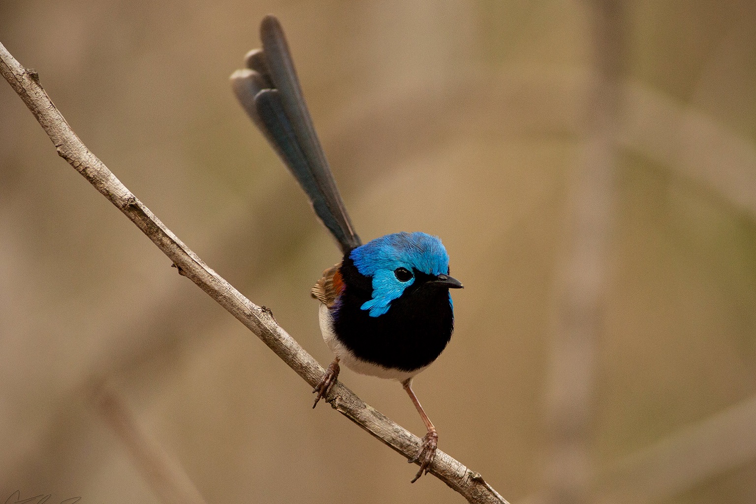Bekend om hun oogverblindende broedkleed, vertonen prachtige sprookjes en andere kleine stadsvogels tekenen van achteruitgang.