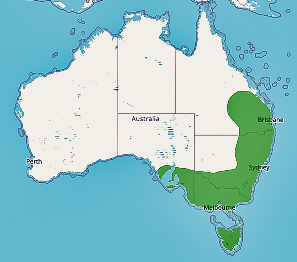 Het prachtige sprookjeswinterkoninkje leeft alleen in het zuidoosten van Australië.
