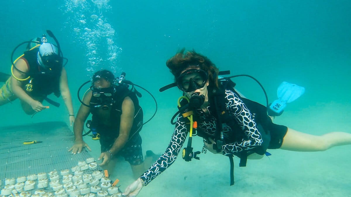 Met mariene biologen die werken aan een koraalherstelproject in het Corales del Rosario Nationaal Natuurpark, aan de Caribische kust van Colombia.