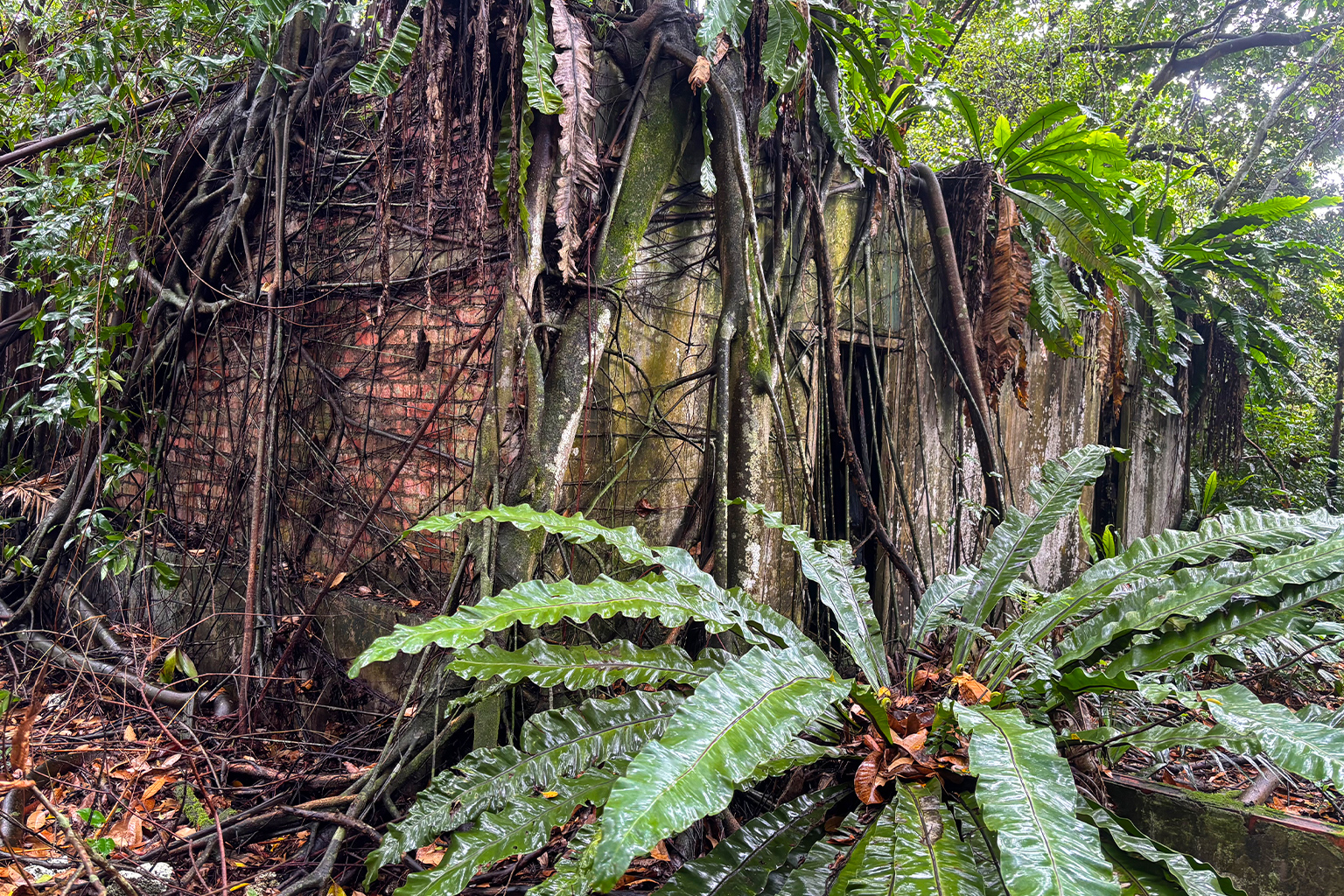 Het Tengah-bos was van oudsher de thuisbasis van steenfabrieken, maar ook van Gambia- en peperboerderijen, rubberplantages en dorpen. De afgelopen decennia is het door de jungle heroverd. Het bos zal worden omgevormd tot een "Bos stad." Afbeelding door Robin Hicks voor Mongabay.