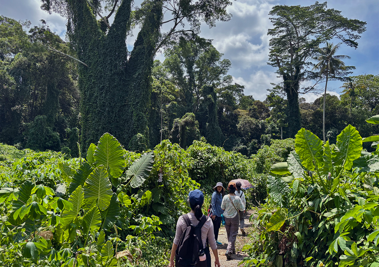 Wandelaars kuieren over de begraafplaats Bukit Brown. Delen van het 233 hectare grote terrein zijn bestemd voor ontwikkeling in het kader van het Masterplan voor stedelijke herontwikkeling van Singapore. Afbeelding door Robin Hicks voor Mongabay. 
