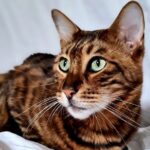 toyger_malo