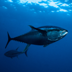 Atlantische blauwvintonijn: gevangen, gekooid en bedreigd