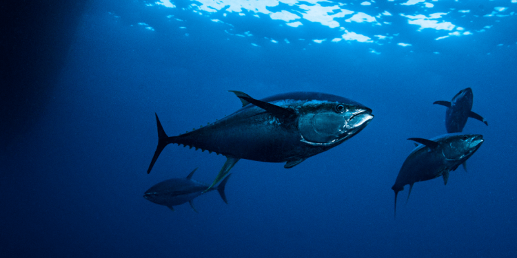 Atlantische blauwvintonijn: gevangen, gekooid en bedreigd