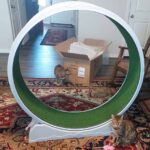The Rypetmia Cat Wheel Review.