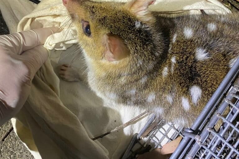 Een oostelijke quoll met een lichte reekleurige kleur en witte vlekken.