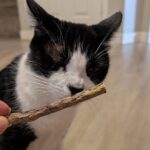 tuxedo cat smelling catnip