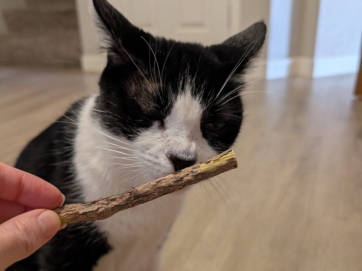 tuxedo cat smelling catnip