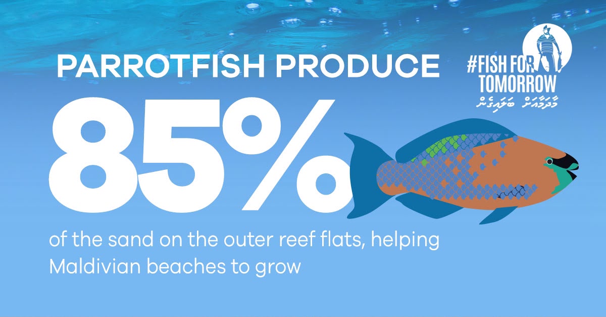 Dit was een van de vele berichten die Maldives Resilient Reefs plaatste tijdens hun vier weken durende #FishForTomorrow-campagne op sociale media. De aantrekkingskracht van het sociale media-initiatief resulteerde in 2020 in een verbod op het vissen op alle soorten papegaaivissen in de wateren van de Maldiven. Afbeelding met dank aan Shaha Hashim.