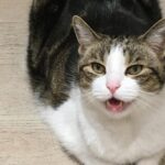 Cat Chattering