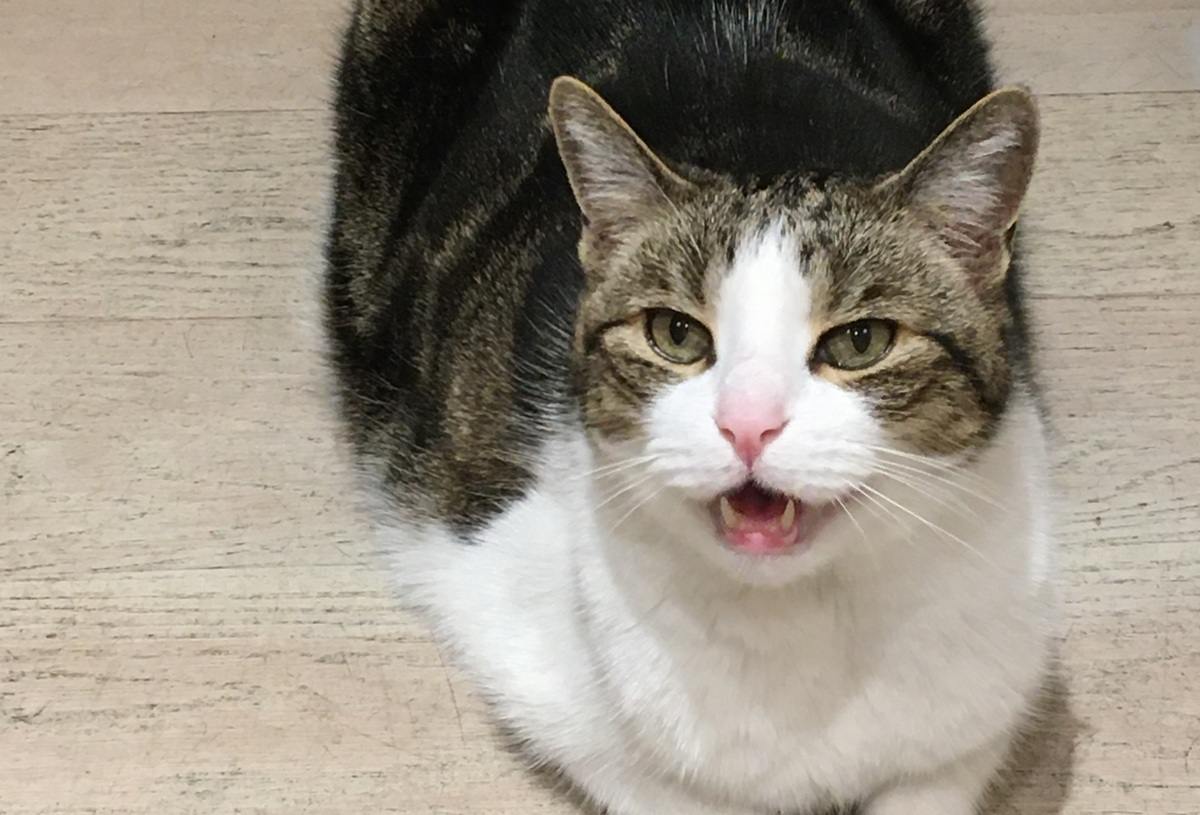 Cat Chattering