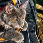 cat in backpack