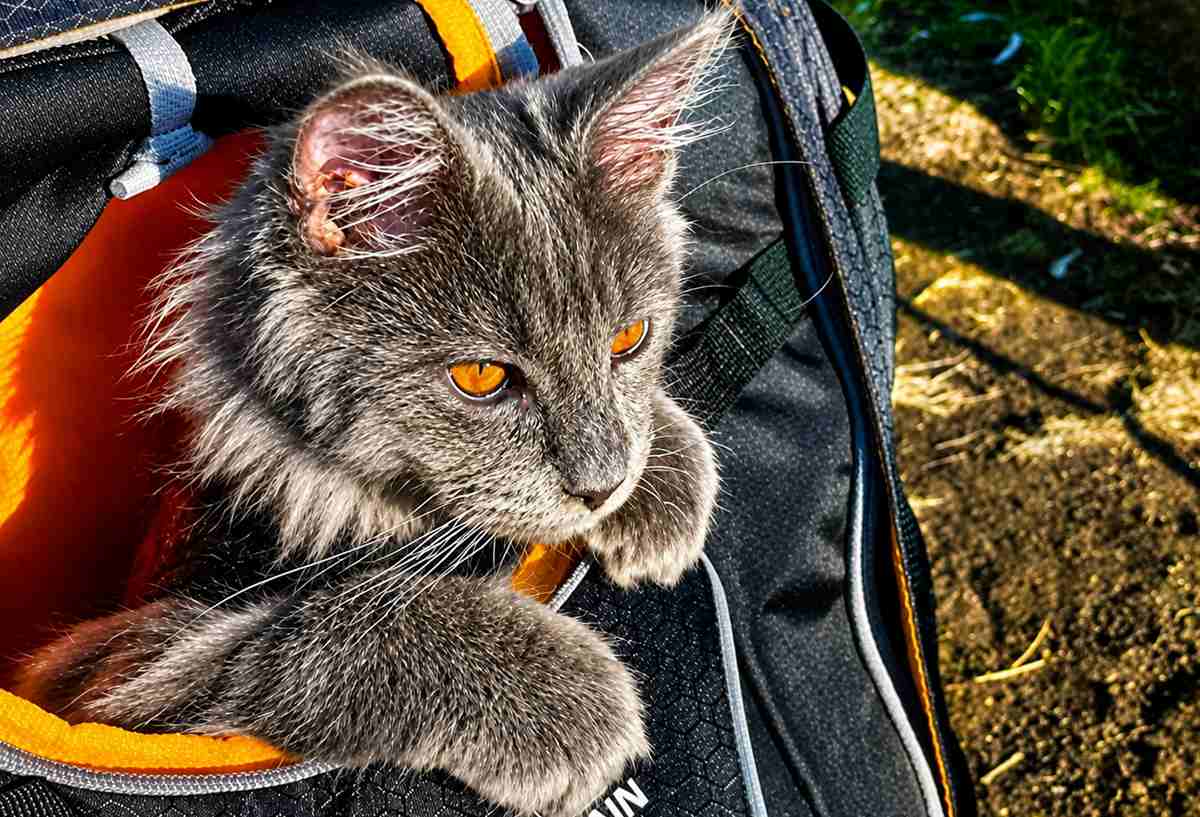 cat in backpack
