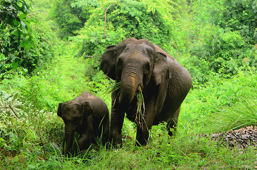 Een vrouwelijke olifant en haar kalf in het Tesso Nilo National Park. Afbeelding door Rahmi Carolina/Mongabay Indonesië.