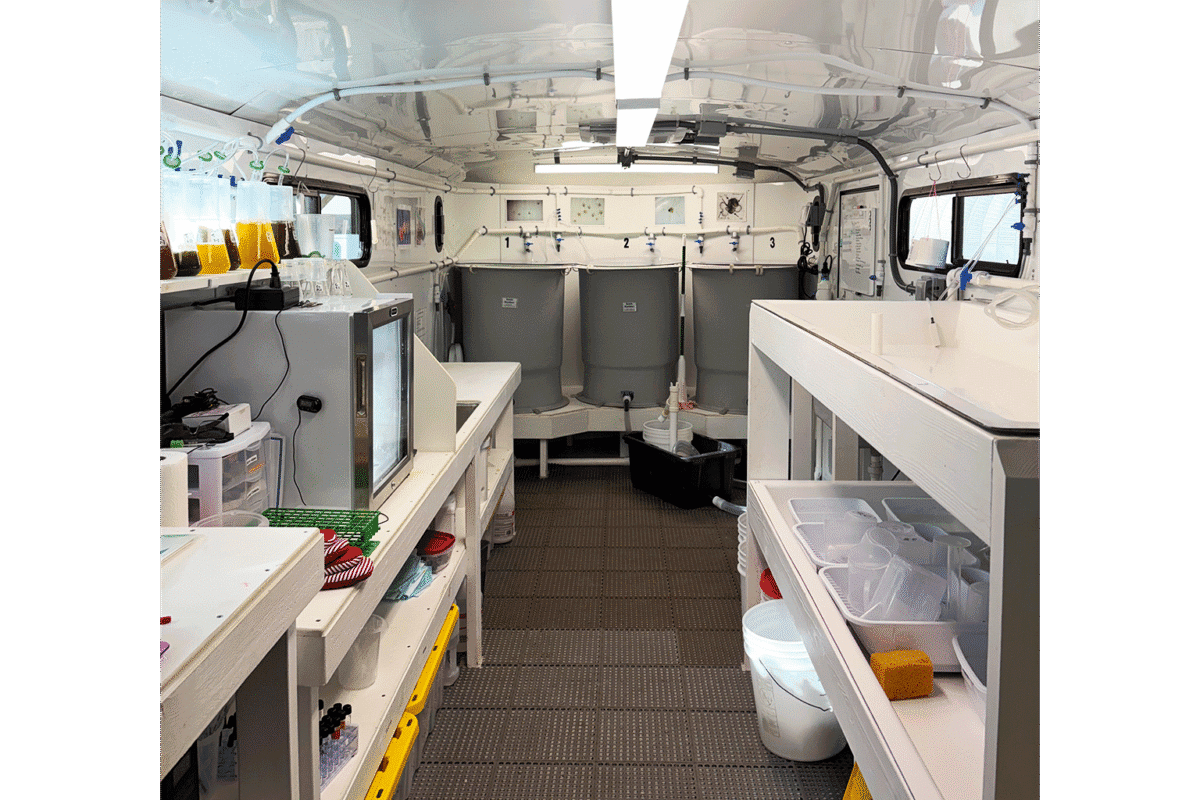 Het personeel van de mobiele laboratoria kweekt gedurende het eerste deel van hun leven larven van koninginnenschelpen in deze larventanks. Afbeelding met dank aan Megan Davis.
