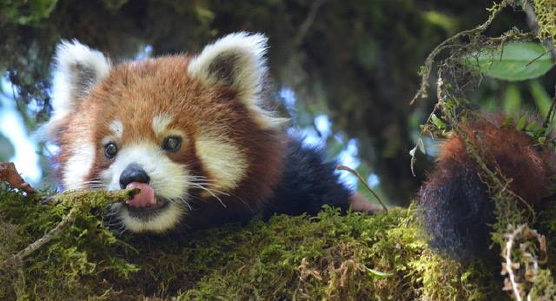 Een rode panda gevonden in een bos in Nepal.