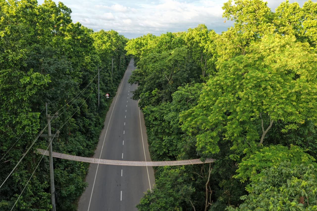 Het bosdepartement van Bangladesh heeft kabelbruggen geïnstalleerd over de Mymensingh-Tangail Highway die het Madhupur National Park doorsnijdt. Afbeelding met dank aan Mossarrof Hosain.