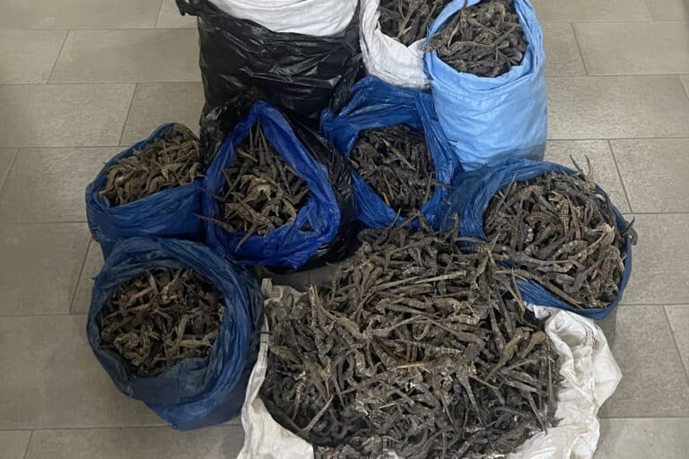 Gedroogde zeepaardjes in beslag genomen door autoriteiten in Guinee. Afbeelding met dank aan Eagle Network.