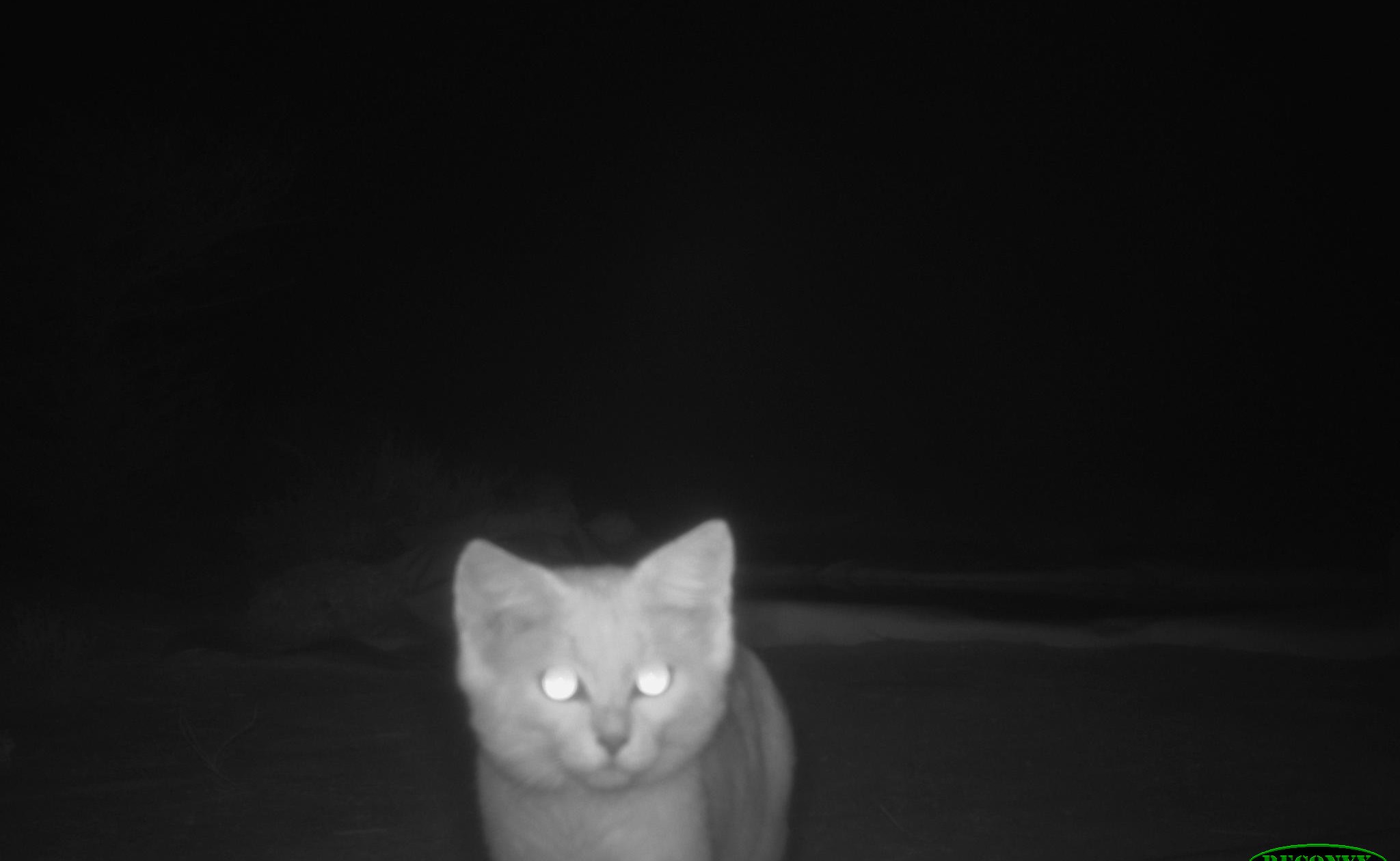 Onderzoekers plaatsten tussen 2022 en 2025 cameravallen in het Al-Ureiq-reservaat in Qatar en maakten meer dan 100 beelden van zandkatten. Ze hebben nog niet bepaald hoeveel individuen ze hebben gefotografeerd. Afbeelding met dank aan Muhammad Ali Nawaz.