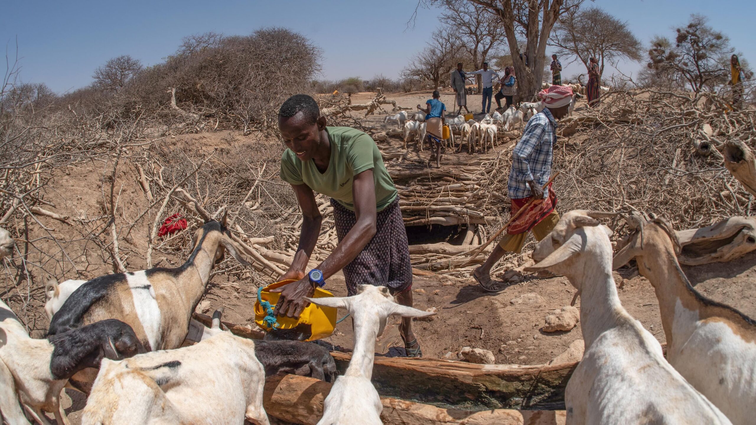 Het enige water dat mens en vee nog kunnen delen in Berano Wereda, Homay Kebele in de Somalische regio van Ethiopië. Afbeelding door © FAO/Michael Tewelde.