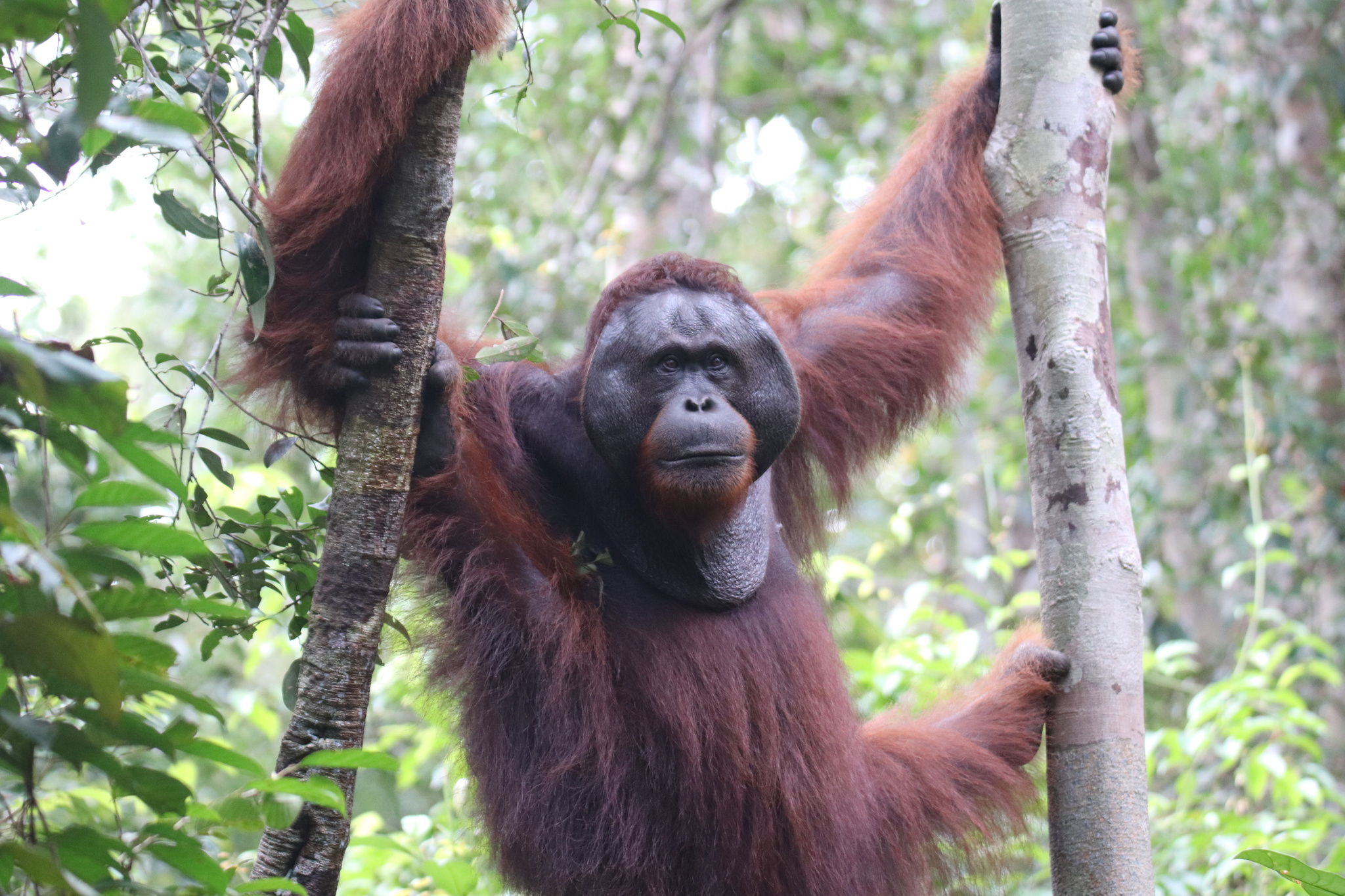 Zuidwest-Borneaanse orang-oetan (Pongo pygmaeus ssp. wurmbii). Afbeelding © miguelviegas via iNaturalist (CC BY-NC 4.0)
