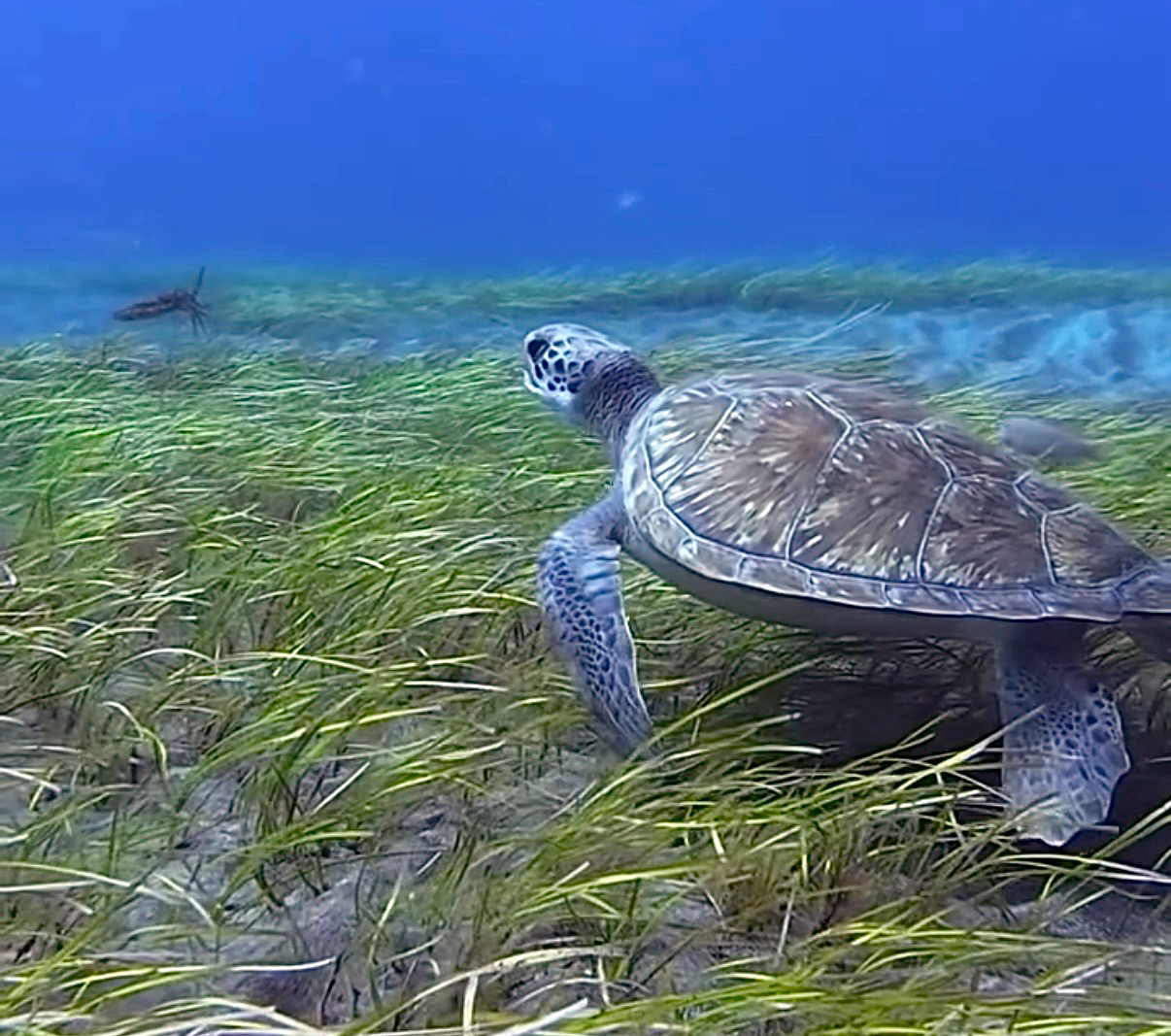 Een groene zeeschildpad (Chelonia mydas) voor de kust van Tenerife, Canarische Eilanden. Afbeelding door Victus via iNaturalist (CC BY-NC 4.0).