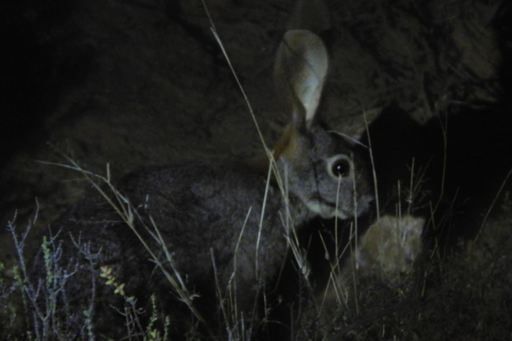 Rivierkonijn (Bunolagus monticularis) in Zuid-Afrika. Mark Heystek via iNaturalist (CC BY-NC 4.0).