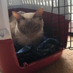 Habituating a cat to be comfortable in a carrier requires making the carrier part of their environment