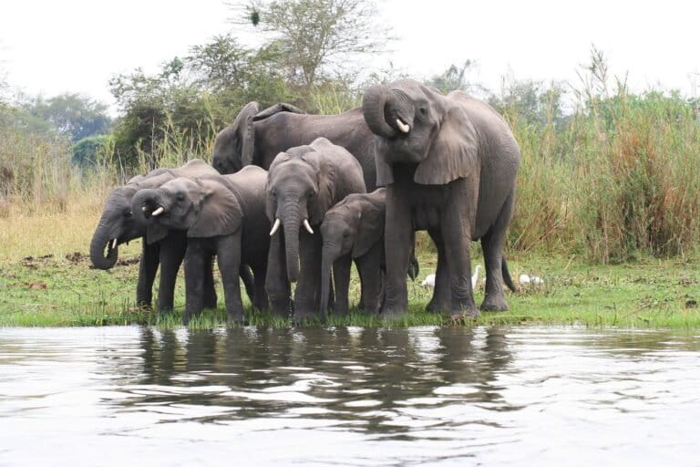 Olifanten (Loxodonta africana) in Malawi in 2006. Afbeelding door st georges via Flickr (CC BY-NC-ND 2.0)