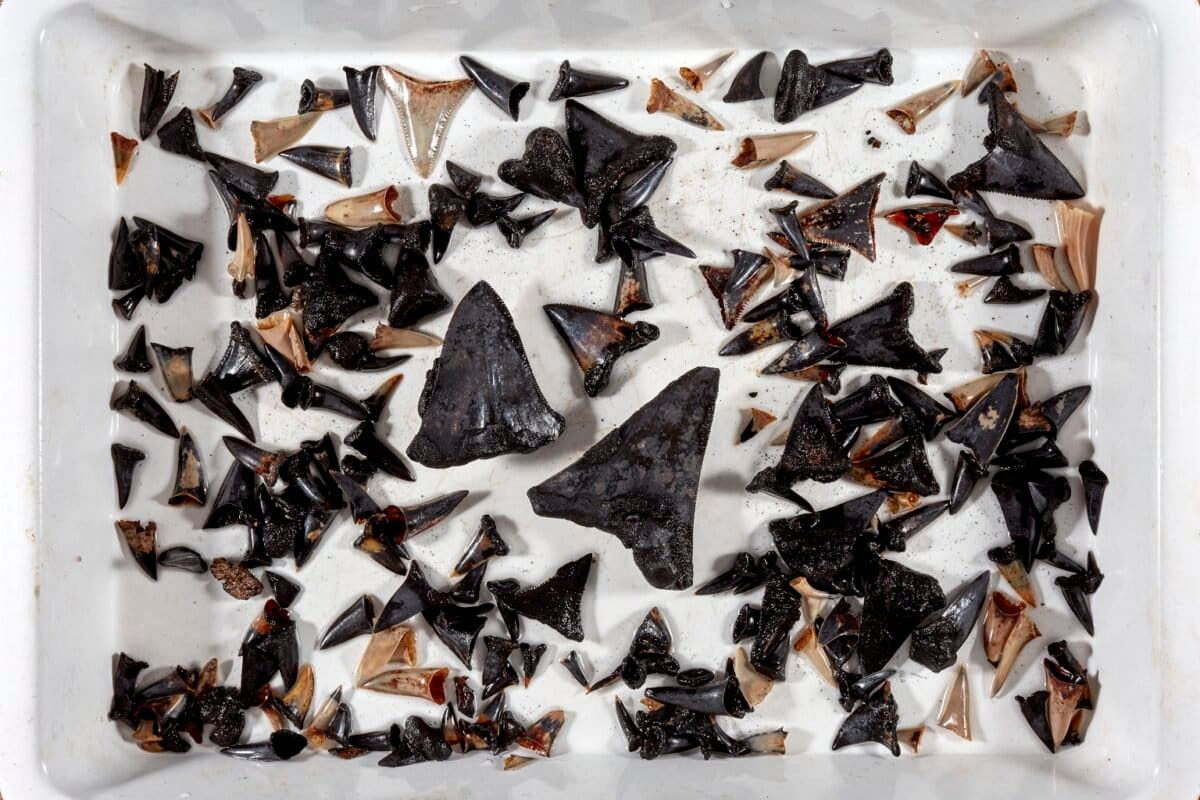 Een verzameling haaientanden van wat onderzoekers 'The Shark Graveyard' noemden, herstelde zich op een diepte van meer dan 5.000 meter (16.400 voet) op de Cocos Abyssal Plain. Veel van de tanden bevatten mangaanknobbeltjes, mineraalrijke gesteenteconcentraties.
