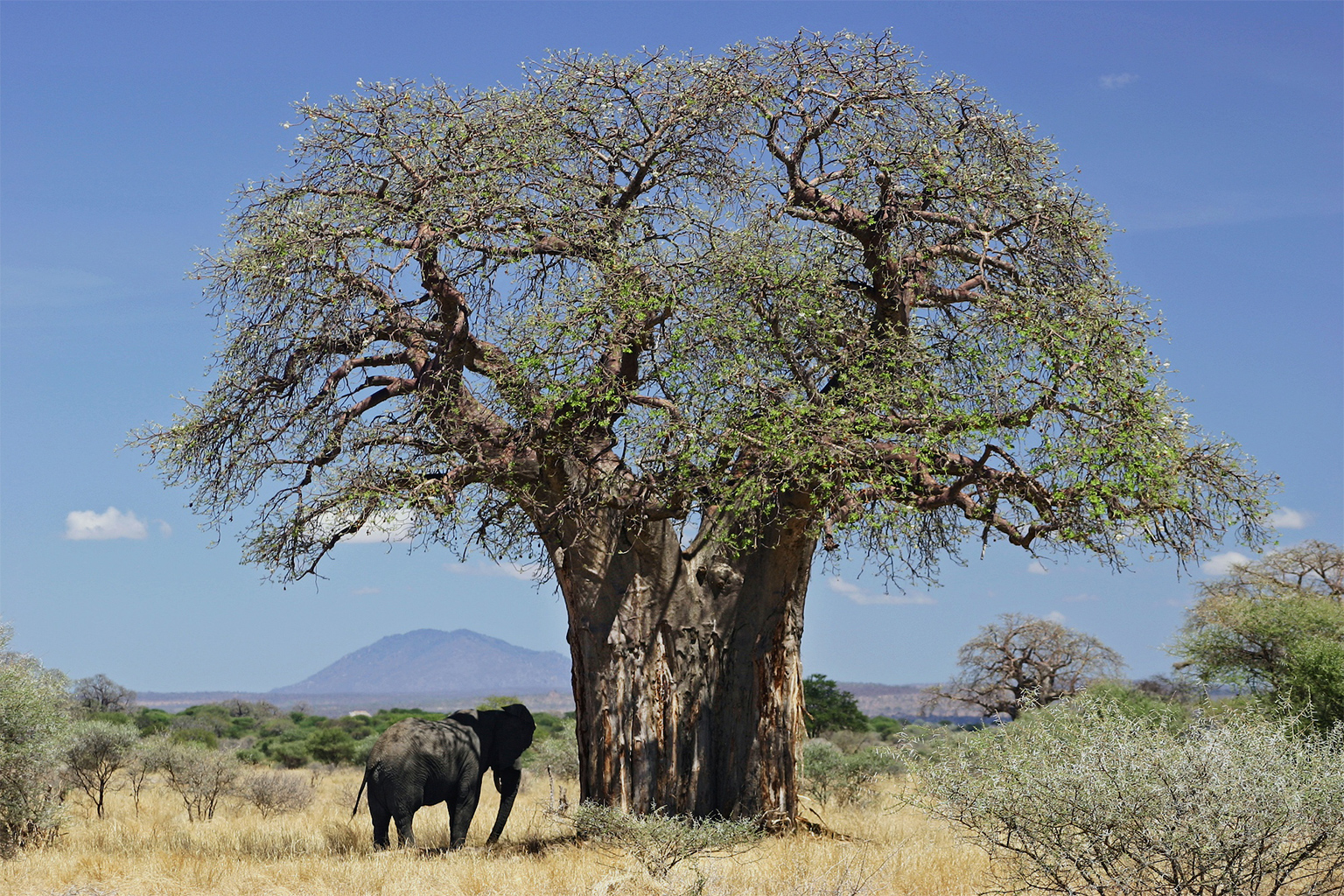 Olifant en baobabboom