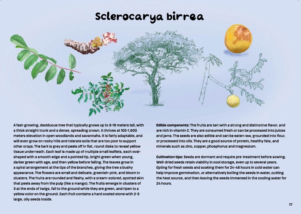 Op deze pagina uit de gids wordt beschreven hoe u fruit van marulabomen (Sclerocarya birrea) verzorgt en oogstt. Kunstwerk van Mette Jeppesen. 
