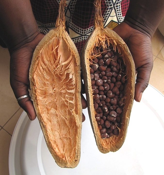 Een volwassen Afrikaanse baobabfruit (Adansonia digitata) 