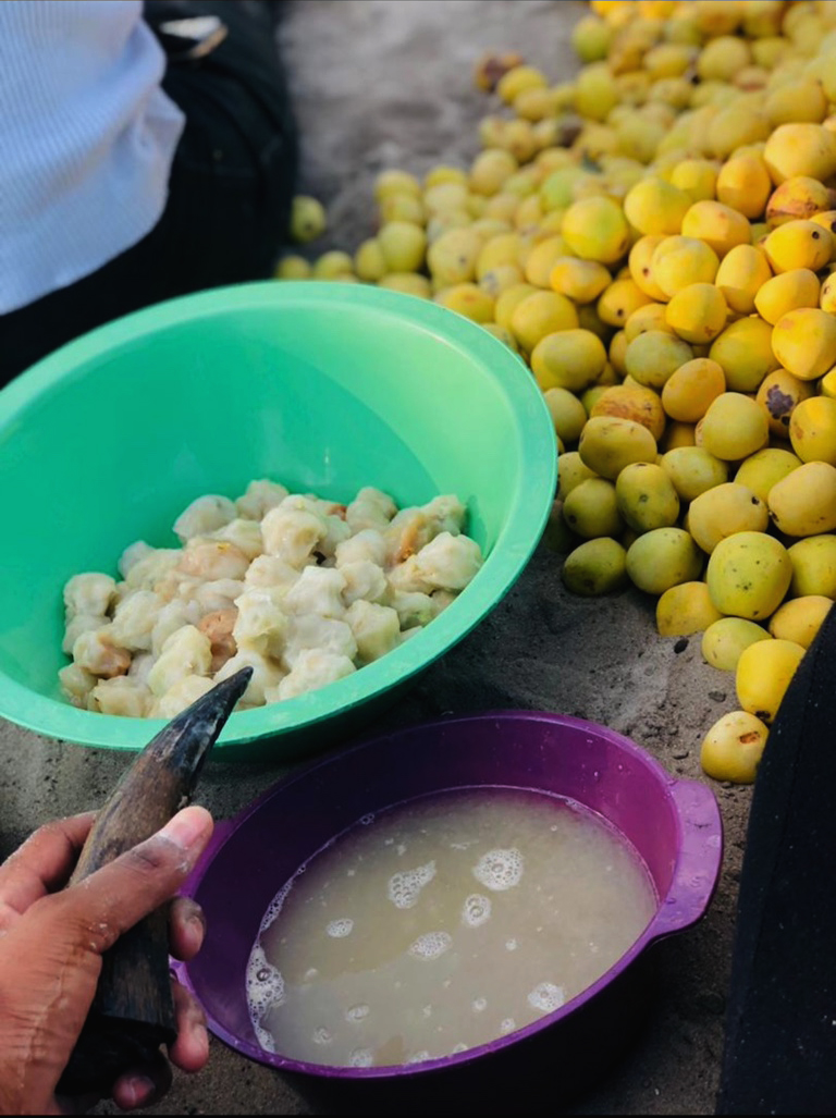 Marula-vruchten (Sclerocarya birrea) worden gewaardeerd vanwege hun hoge vitamine C- en eiwitgehalte
