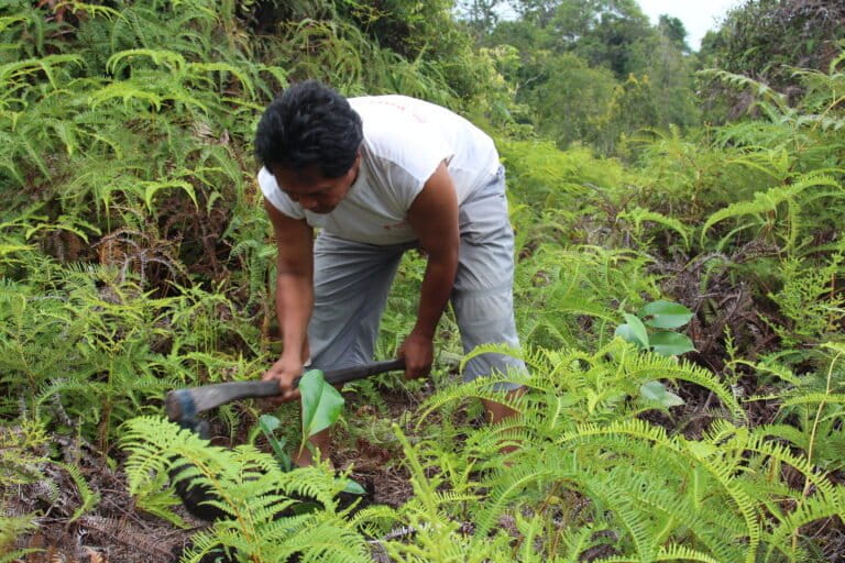 Het Pesalat Reforestation Project in Centraal Kalimantan, Indonesië, herstelt bos in een nationaal park dat is aangetast door brand en houtkap.