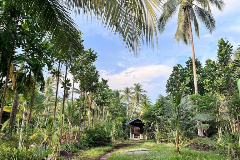 Selumo (Jackiopsis ornata) bomen, links, in een dorp in East Tebing Tinggi, provincie Riau, Indonesië. Deze bomen zijn door gemeenschappen geplant om landgrenzen af ​​te bakenen en zijn ook gewenst vanwege hun uiterlijk. Afbeelding met dank aan Maryani.
