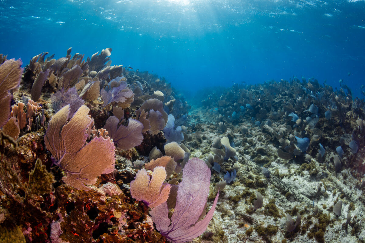 Koraalrif in Mexico. Kunstmatige opwelling wordt beschouwd als een mogelijke oplossing om de biodiversiteit van het rif te beschermen tijdens hittegolven op zee.