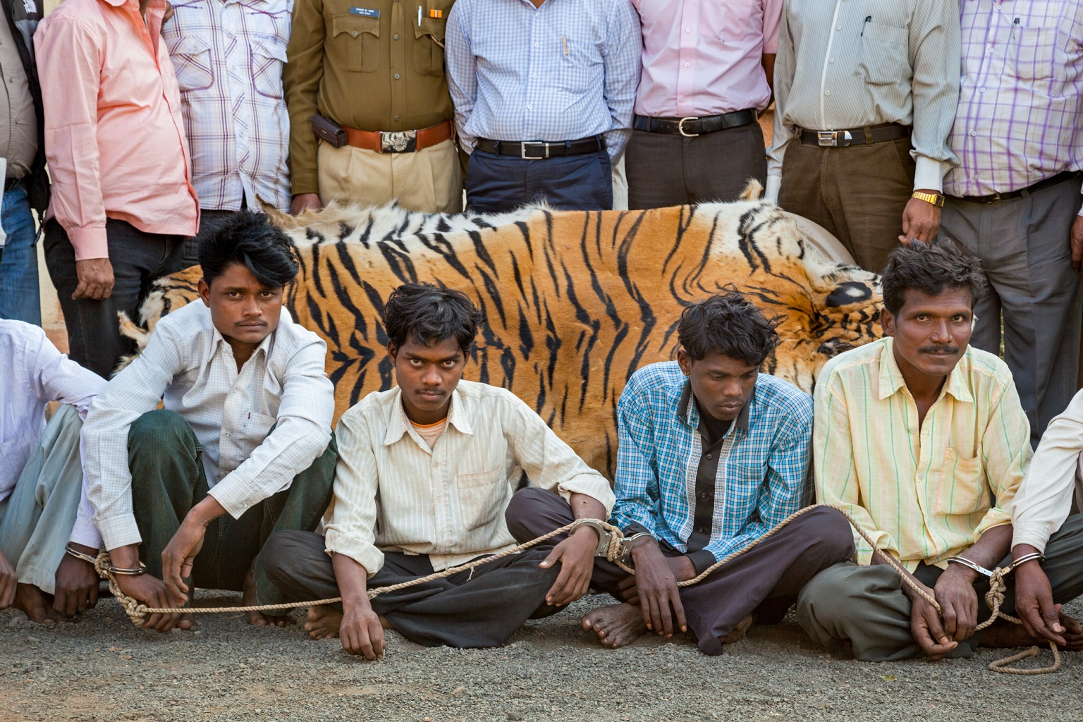 Tijgerstropers aangehouden in India. Uit gegevens uit zeven Zuidoost-Aziatische landen bleek dat de vervolgingen zich eerder richtten op stropers en tussenpersonen, dan op de actoren op hoog niveau achter de handel.