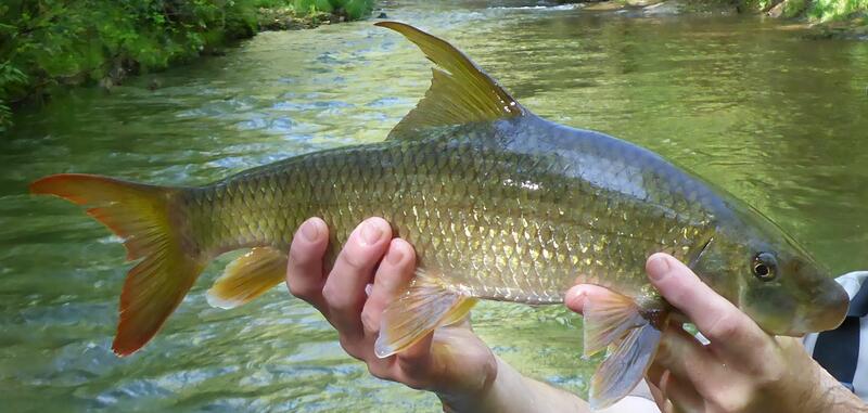 Moxostoma sp. Sicklefin Redhorse, volwassen vrouwtje Brasstown Creek (Tennessee Basin) Towns Co., GA 28 april 2017 Foto door Peter Dimmick (Georgia DNR – Wildlife Resources)