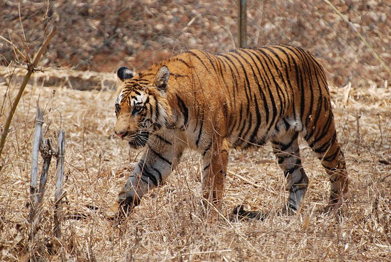 Het nationale beest van Bangladesh "De Koninklijke Bengaalse Tijger".