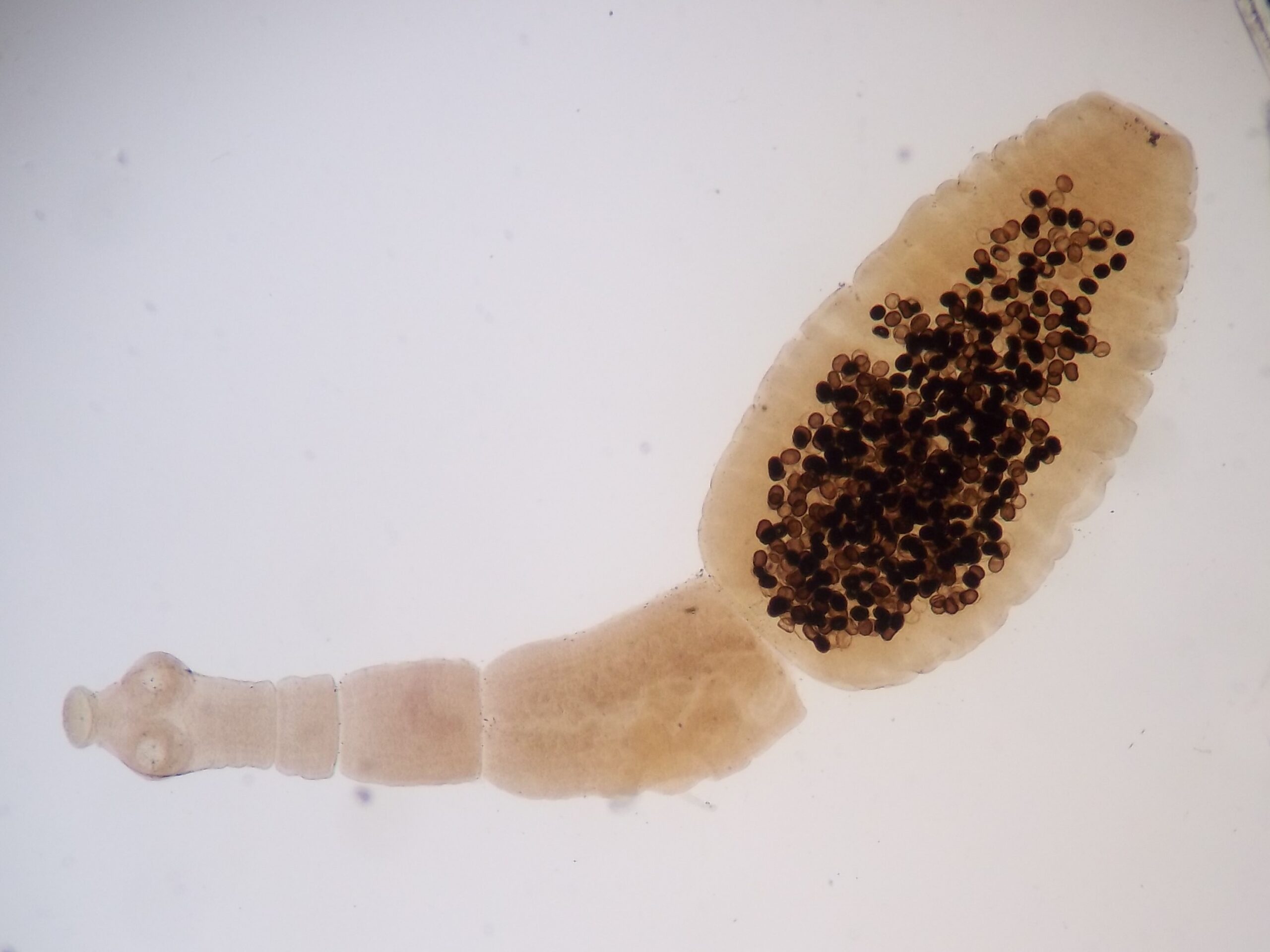Panoramisch zicht op Echinococcus granulosus onder een optische microscoop