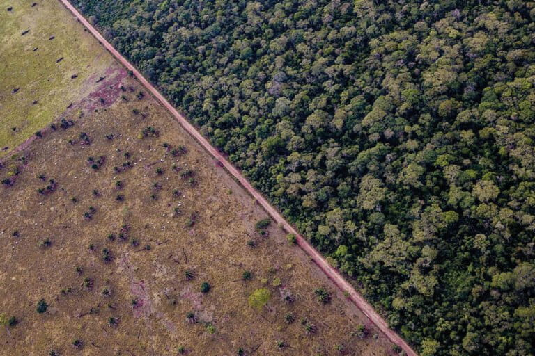 Het Chiquitano-woud, of Chiquitania, is een van de biomen in Bolivia die het zwaarst getroffen wordt door ontbossing voor graangewassen. Afbeelding met dank aan OBSC.