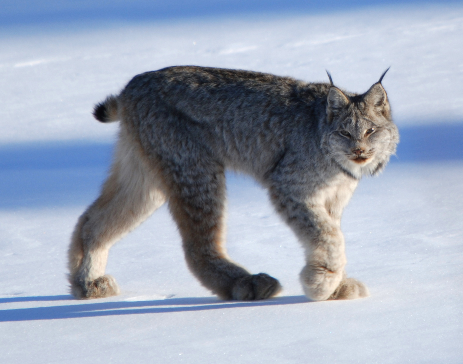 Met dikke jassen en brede poten zijn de Canadese lynxen uitstekend aangepast aan diepe sneeuw.