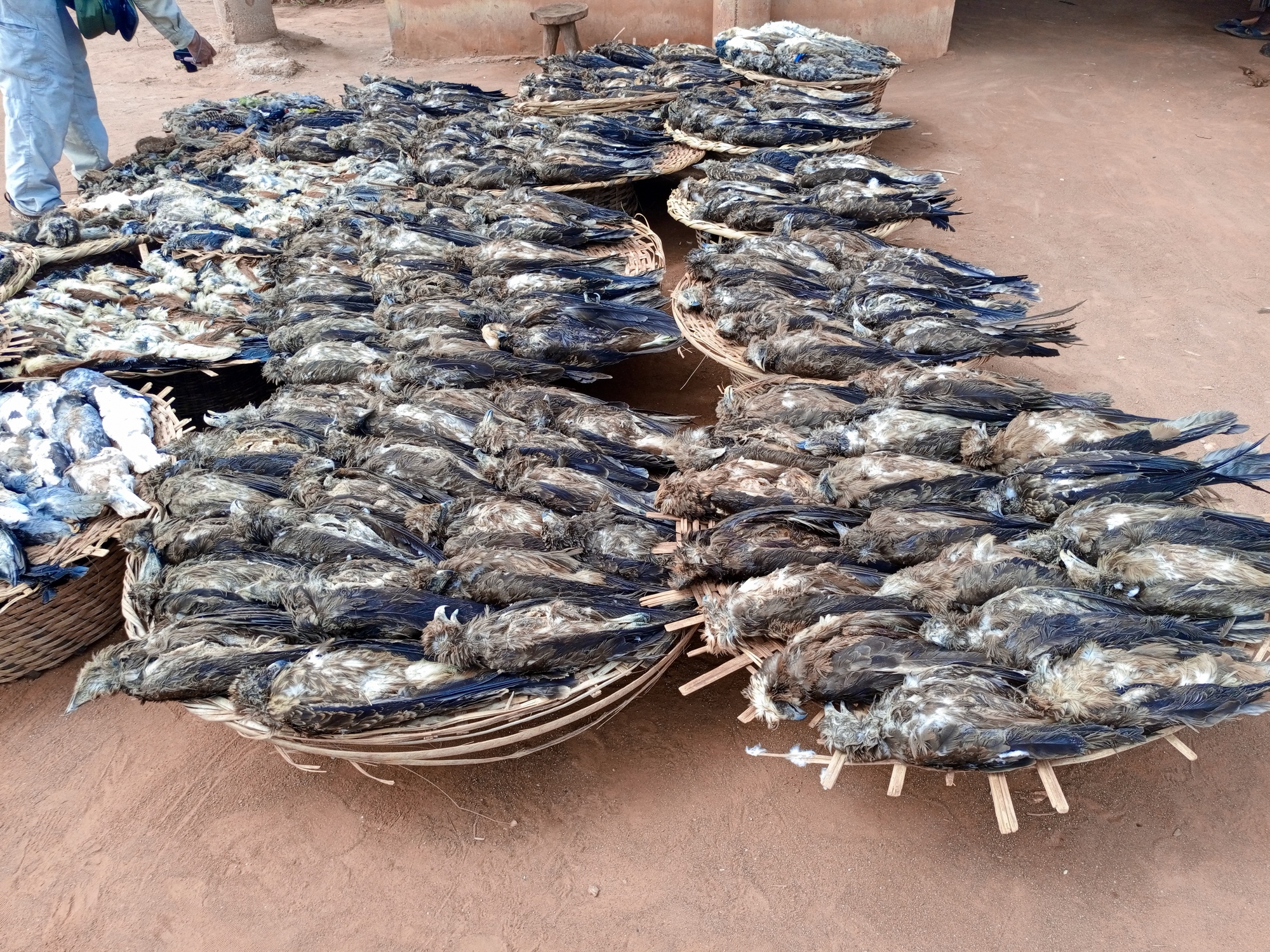 Geelsnavelvliegers op een fetisjmarkt in Benin. Onderzoekers waarschuwden onlangs dat deze roofvogels massaal worden gevangen en gedood in Benin om fetisjmarkten te voeden. In sommige gevallen worden ze geschoren en verkocht in plaats van gieren met een kap, omdat de prijzen hoger zijn. Afbeelding met dank aan Abiola Chaffra.