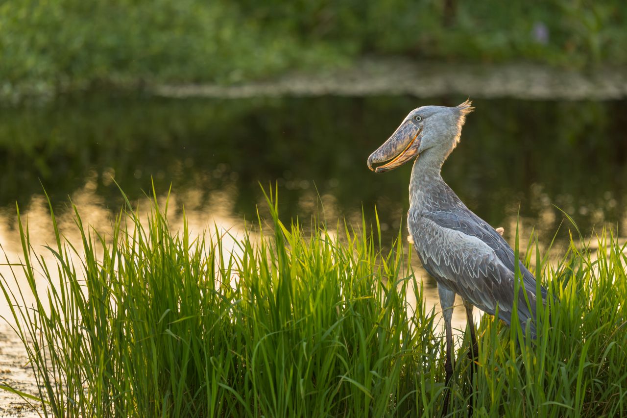 GEBRUIK EEN schoenbekooievaar NIET HERGEBRUIK in Boma NP. Afbeelding © Marcus Westberg.