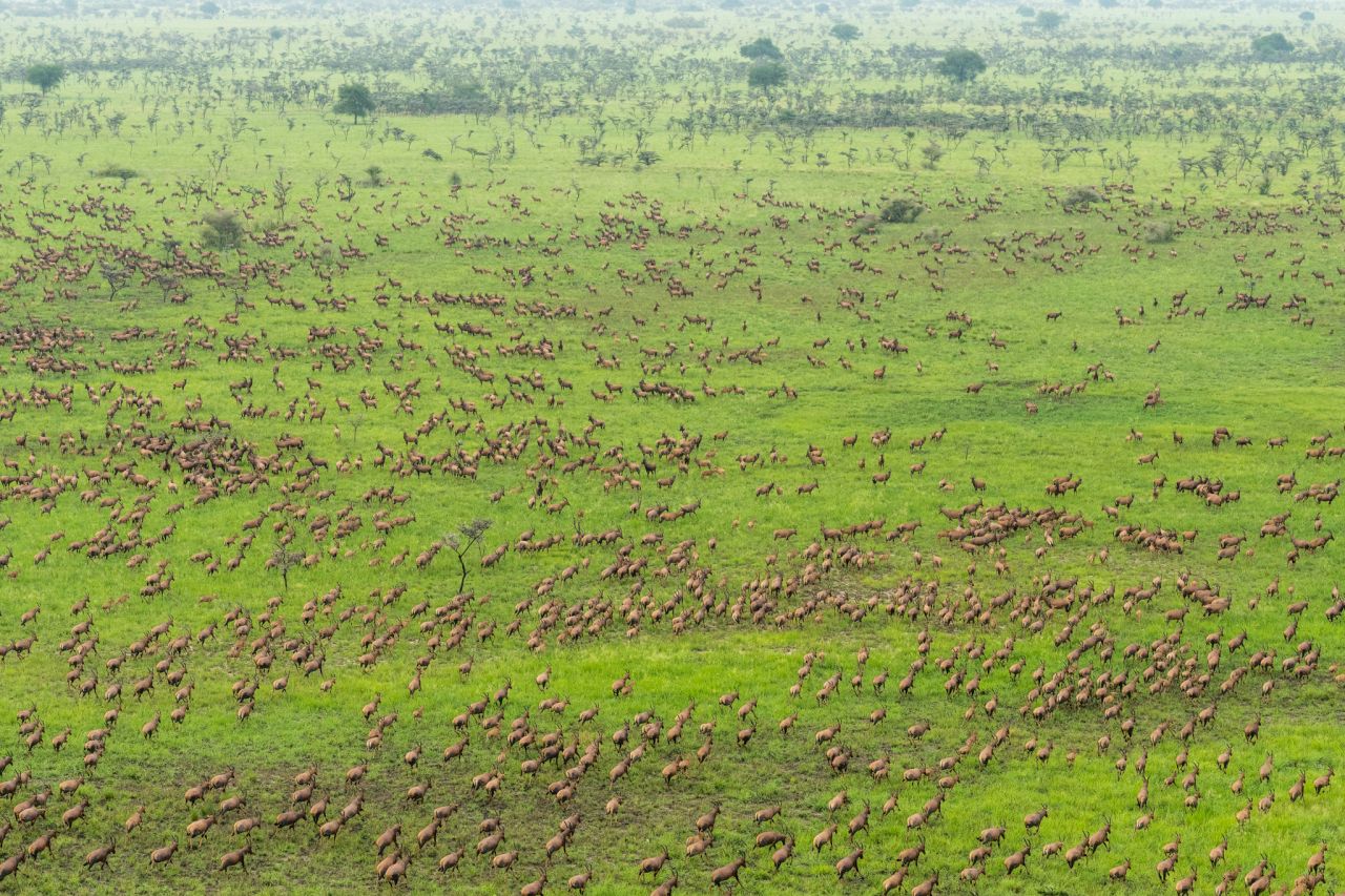GEBRUIK de Tiang-antilope NIET HERGEBRUIK in Badingilo National Park. Afbeelding © Marcus Westberg.